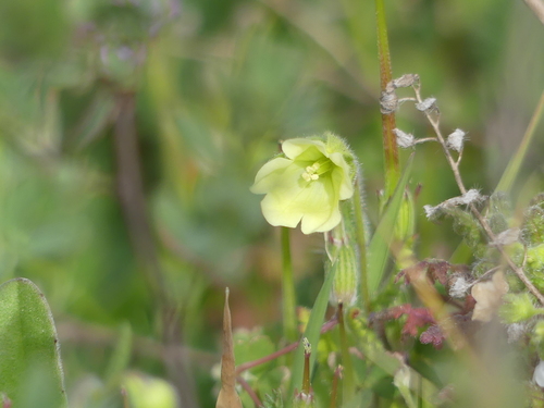 iNaturalist observation photo of whispering bells