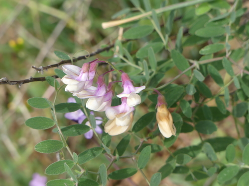 iNaturalist observation photo of Pacific pea