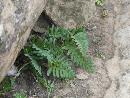 iNaturalist observation photo of polypody ferns