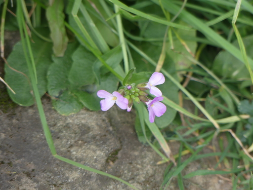 iNaturalist observation photo of mustard family