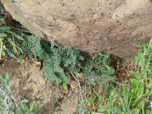 iNaturalist observation photo of bird's foot cliffbrake