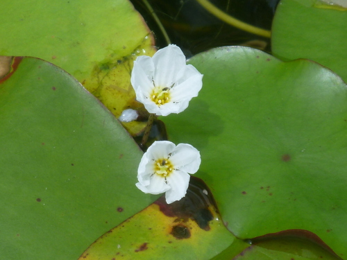 Aquascape after 17 days banana lily growing out of control. Big Floatingheart Nymphoides Aquatica Inaturalist United Kingdom