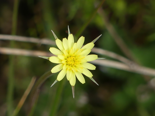 iNaturalist observation photo of silverpuffs