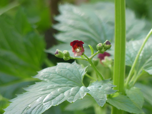 iNaturalist observation photo of California beeplant