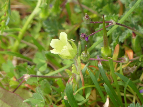 iNaturalist observation photo of whispering bells