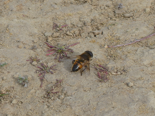 iNaturalist observation photo of Common Drone Fly