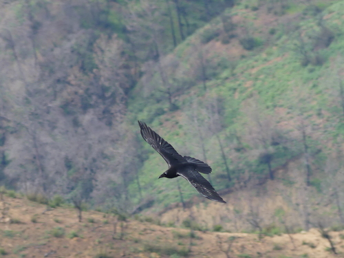 iNaturalist observation photo of Common Raven