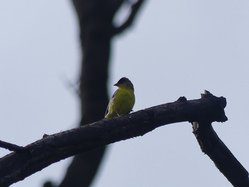 iNaturalist observation photo of Lesser Goldfinch