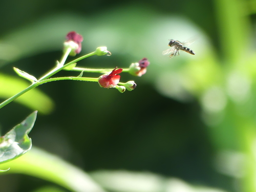 iNaturalist observation photo of Sedgesitters