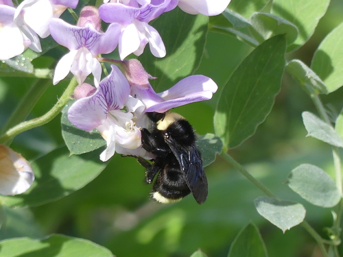 iNaturalist observation photo of Yellow-faced Bumble Bee