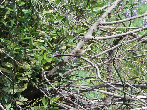 iNaturalist observation photo of Bewick's Wren