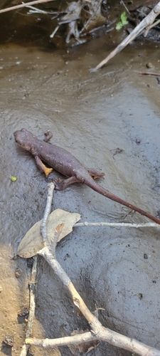 iNaturalist observation photo of California Newt