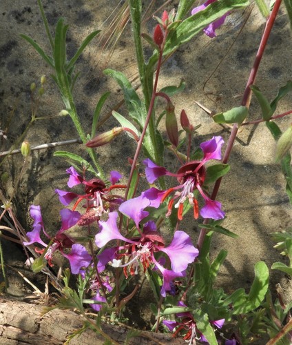 iNaturalist observation photo of Elegant Clarkia