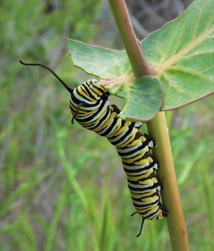 iNaturalist observation photo of Monarch