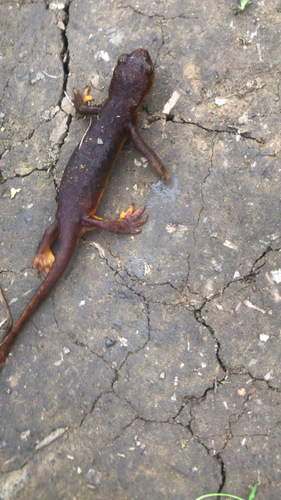 iNaturalist observation photo of California Newt