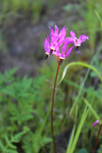 iNaturalist observation photo of Henderson's shooting star