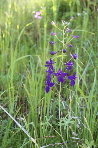 iNaturalist observation photo of Delphinium patens patens