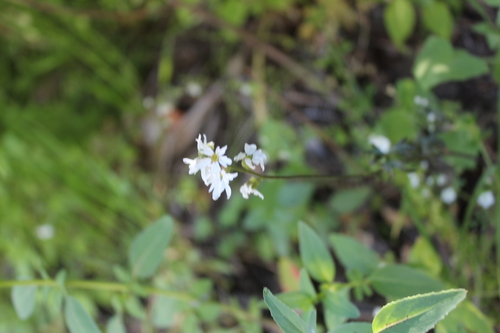 iNaturalist observation photo of hillside woodland star