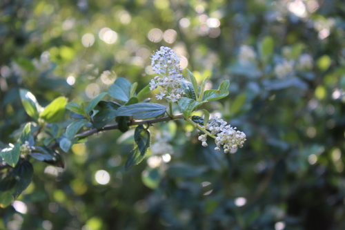 iNaturalist observation photo of hairy ceanothus