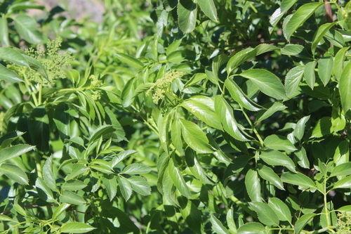 iNaturalist observation photo of blue elder