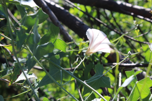 iNaturalist observation photo of Western morning glory