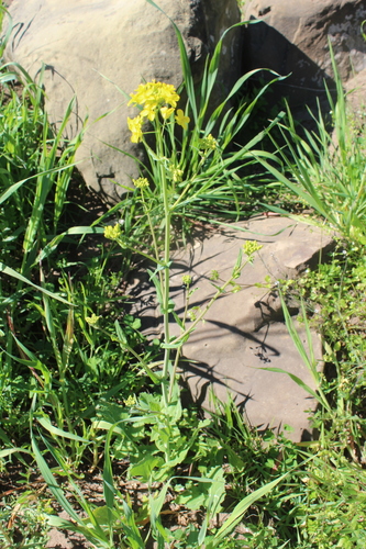 iNaturalist observation photo of field mustard