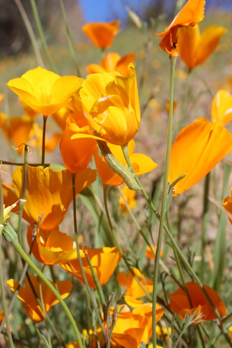 iNaturalist observation photo of Desert Poppies