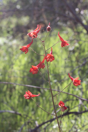 iNaturalist observation photo of Red larkspur