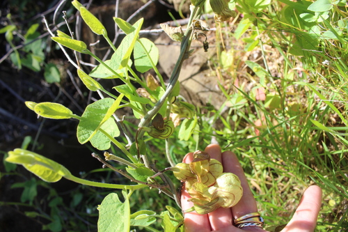 iNaturalist observation photo of California Dutchman's Pipe