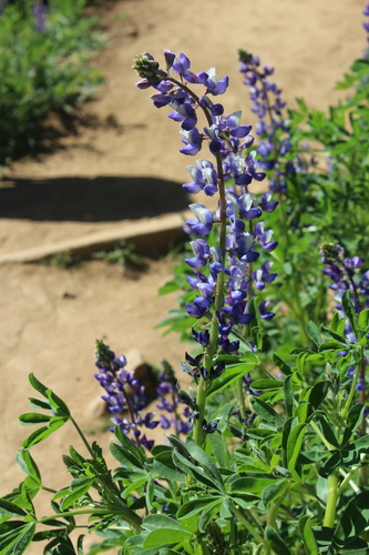 iNaturalist observation photo of arroyo lupine