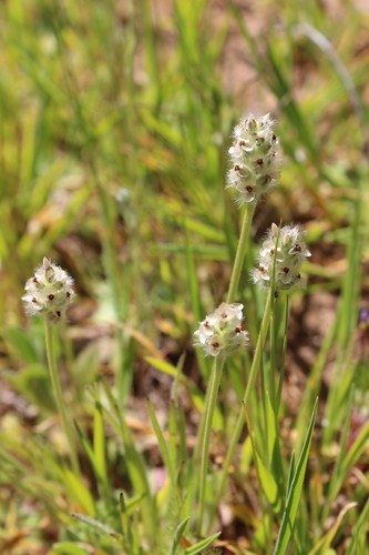 iNaturalist observation photo of dot-seed plantain