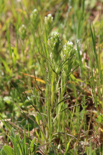 iNaturalist observation photo of valley tassels