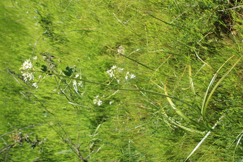 iNaturalist observation photo of Meadow Deathcamas
