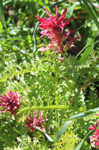 iNaturalist observation photo of Warrior's Plume