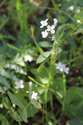 iNaturalist observation photo of milkmaids