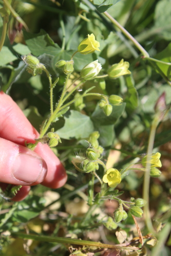 iNaturalist observation photo of whispering bells