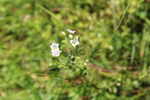 iNaturalist observation photo of common eucrypta