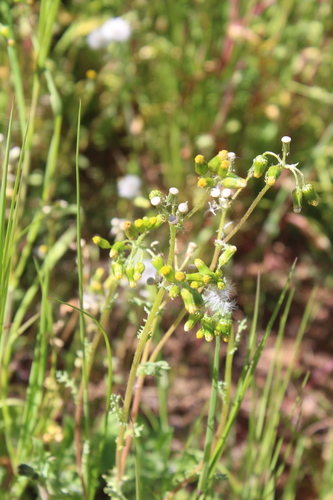 iNaturalist observation photo of common groundsel