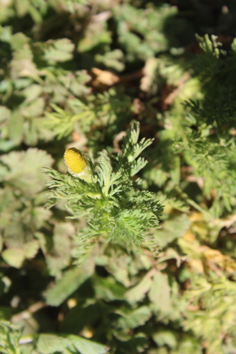 iNaturalist observation photo of pineapple-weed