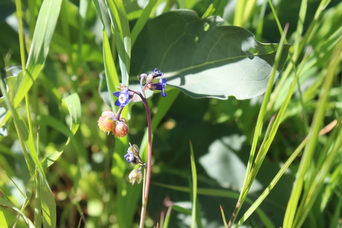 iNaturalist observation photo of Pacific hound's tongue