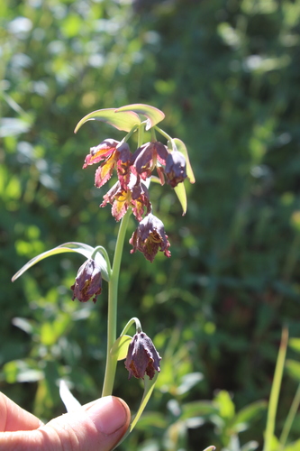 iNaturalist observation photo of checker lily