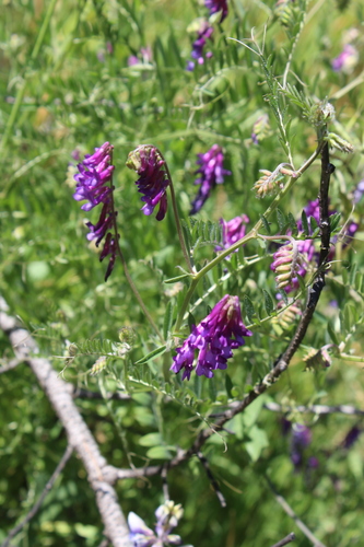 iNaturalist observation photo of hairy vetch