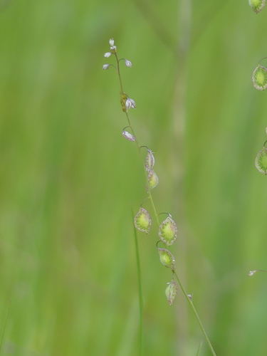 iNaturalist observation photo of Fringepods