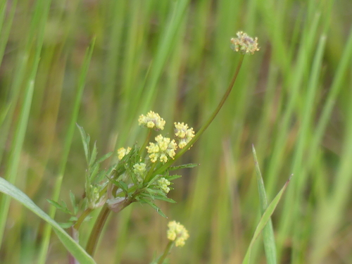iNaturalist observation photo of sanicles