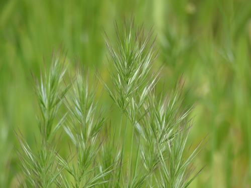 iNaturalist observation photo of Compact Brome