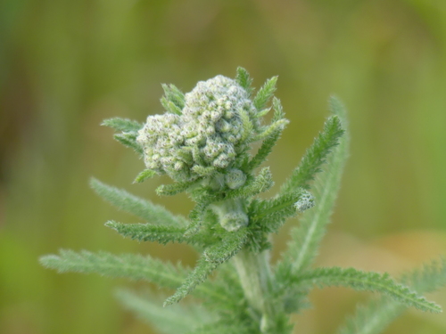 iNaturalist observation photo of common yarrow