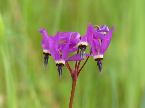 iNaturalist observation photo of Henderson's shooting star