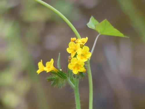 iNaturalist observation photo of Fiddlenecks
