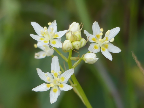 iNaturalist observation photo of Fremont's Death Camas