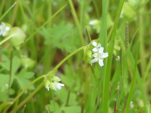 iNaturalist observation photo of spring beauties
